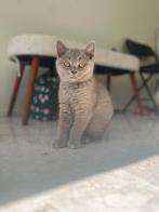 Britse kort haar kittens vol bloed 2 nog over