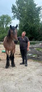 Paarden beleren voor de kar, Dieren en Toebehoren, Ophalen of Verzenden, Zo goed als nieuw