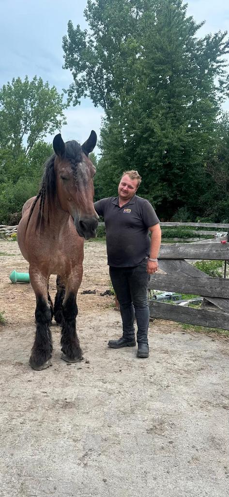 Paarden beleren voor de kar, Dieren en Toebehoren, Paarden en Pony's | Verzorgingsproducten, Zo goed als nieuw, Ophalen of Verzenden