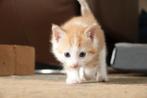 Rood/witte kitten, Geslacht onbekend