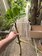 Diverse vijverplanten, Tuin en Terras, Vijver-toebehoren, Ophalen, Nieuw, Overige typen
