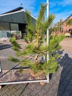 Pinus nigra nigra boompjes €75, Tuin en Terras, Planten | Bomen, Halfschaduw, Zomer, Overige soorten, Ophalen of Verzenden