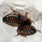 Dubia kakkerlakken, Overige soorten