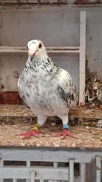 Wegens het niet nakomen van de afspraak opnieuw in VERKOOP.., Dieren en Toebehoren, Vogels | Duiven, Meerdere dieren, Postduif