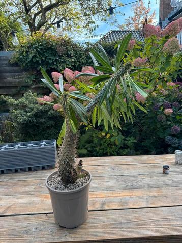 Pachypodium lamerei (Madagascar Palm) beschikbaar voor biedingen