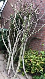 takken van Eonymus voor brandhout - hut bouwen - volière, Ophalen