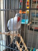 Teuntje halsbandparkiet, Verzenden, Zo goed als nieuw, Metaal, Vogelkooi