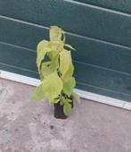 Eupatorium purpureum, Ophalen, Zomer, Overige soorten, Volle zon