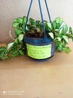Hoya Heuschkeliana in hangpot maat 10 nummer H1184, Ophalen of Verzenden, Overige soorten, Minder dan 100 cm