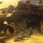 L264 Leporacanthicus Joselimai pleco l nummer, Dieren en Toebehoren, Vis