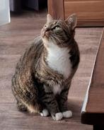 Poes ,Pip, 3 tot 5 jaar