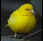 Gele kanarie poppen, Dieren en Toebehoren, Vogels | Kanaries, Vrouwelijk, Kleurkanarie