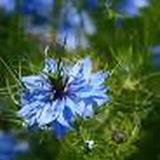 Zaden juffertje in het groen - blauw, Tuin en Terras, Bloembollen en Zaden, Volle zon, Ophalen of Verzenden