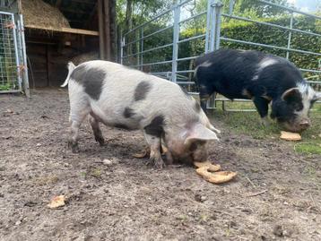 Kune kune beertje beschikbaar voor biedingen