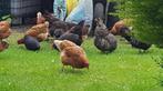 Kippen -Hanen -Duiven -Kwartels -Parelhoenders -Kalkoenen, Dieren en Toebehoren, Pluimvee, Vrouwelijk, Overige soorten