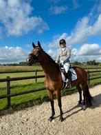 Bijrijder/verzorger gezocht, Bijrijdpaard aangeboden!, Dieren en Toebehoren, Paarden en Pony's | Overige Paardenspullen, Ophalen