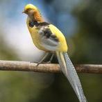 Gezocht fazanten, Dieren en Toebehoren, Pluimvee, Meerdere dieren, Kip
