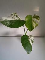 Kopstuk van een monstera albo variegata, Ophalen, Halfschaduw, In pot, Minder dan 100 cm