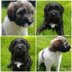 Tibetaanse Terriër pups, Dieren en Toebehoren, CDV (hondenziekte), Overige rassen, 8 tot 15 weken, Meerdere