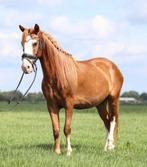Brave knappe ruin, Dieren en Toebehoren, Pony's, Ruin, E pony (1.48m - 1.57m), Recreatiepony, 7 tot 10 jaar