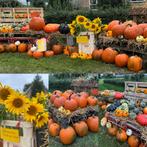 Pompoenen en sierkalebassen, Tuin en Terras, Planten | Tuinplanten, Ophalen, Overige soorten, Halfschaduw