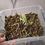 Monstera adansonii Indonesian Marble ACTIEPRIJS, Ophalen of Verzenden, Halfschaduw, Minder dan 100 cm