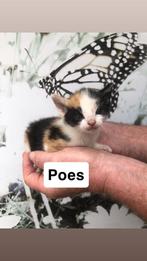 Kittens te koop, Dieren en Toebehoren, Meerdere dieren, Kortharig, 0 tot 2 jaar
