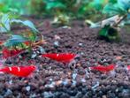 Red ruby single - double line garnalen | Caridina shrimps, Kreeft, Krab of Garnaal, Zoetwatervis