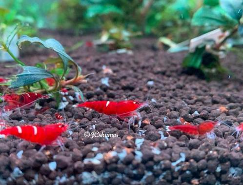 Red ruby single - double line garnalen | Caridina shrimps, Dieren en Toebehoren, Vissen | Aquariumvissen, Zoetwatervis, Kreeft, Krab of Garnaal