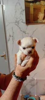 Tekoop lieve kleine chihuahuas, Dieren en Toebehoren, Honden | Chihuahua's en Gezelschapshonden, 8 tot 15 weken, Meerdere, Meerdere dieren