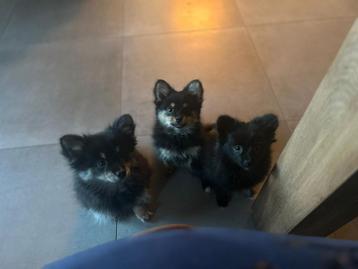 Kruising dwergkees en spits beschikbaar voor biedingen