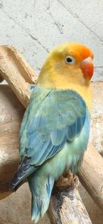 Turquoise violet/dilute fischeri, Vrouwelijk, Dwergpapegaai of Agapornis, Geringd