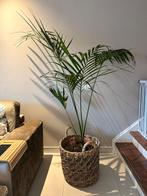 Kentia Palm with Basket, Huis en Inrichting, Kamerplanten, Ophalen, Palm, Halfschaduw, In pot