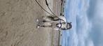 Welsh a pony, Dieren en Toebehoren, Pony's, Ruin, A pony (tot 1.17m), 3 tot 6 jaar, Gechipt