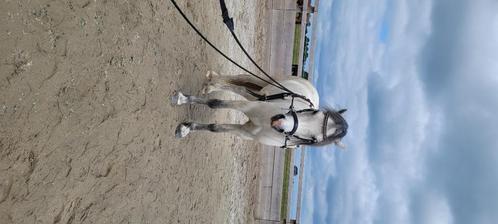 Welsh a pony, Dieren en Toebehoren, Pony's, Ruin, Onbeleerd, A pony (tot 1.17m), Recreatiepony, 3 tot 6 jaar, Gechipt, Ingeënt