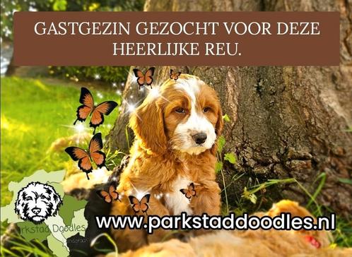 Australian Labradoodle pup reutje zoekt GASTGEZIN Landgraaf, Dieren en Toebehoren, Honden | Chihuahua's en Gezelschapshonden, Reu