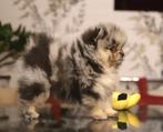 Pomeriaan pup reutje Merle Bear type – te reserveren, Keeshond, Reu, 8 tot 15 weken, Buitenland