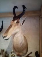Mooi opgezette Hartenbeest, Ophalen, Zo goed als nieuw, Vogel, Opgezet dier