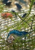 Blauwe garnalen Blue Dream-Diamond-Sapphire-Star-Blue Velvet, Kreeft, Krab of Garnaal, Zoetwatervis