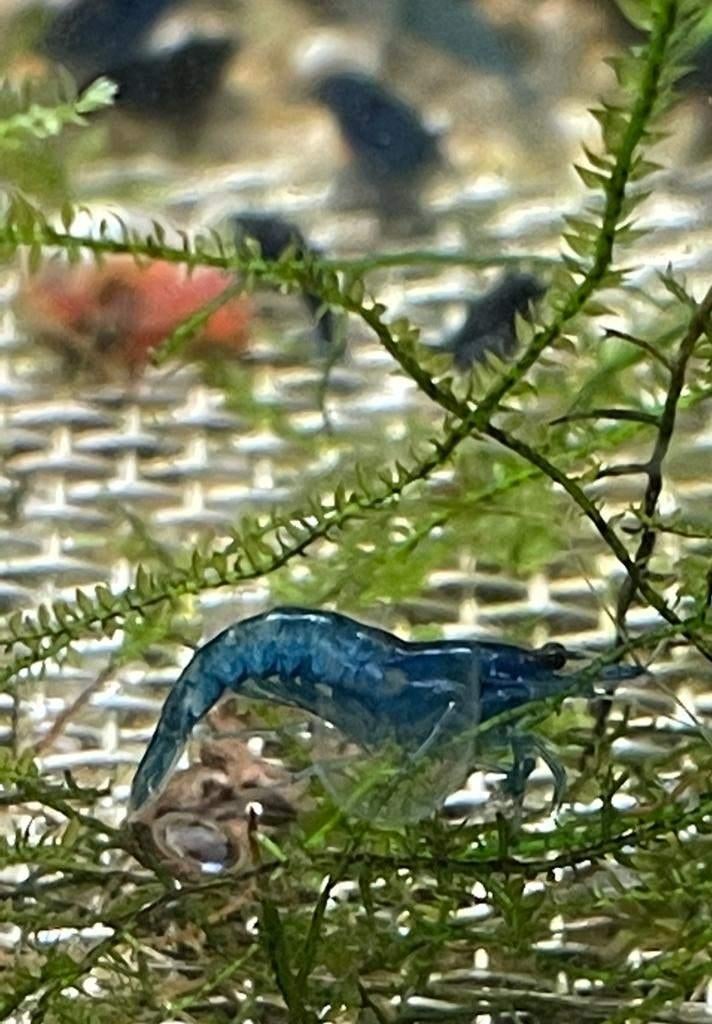 Blauwe garnalen Blue Dream-Diamond-Sapphire-Star-Blue Velvet, Dieren en Toebehoren, Vissen | Aquariumvissen, Zoetwatervis, Kreeft, Krab of Garnaal