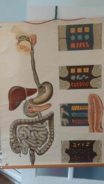 Oude medische schoolplaat spijsvertering, Ophalen of Verzenden, Natuur en Biologie