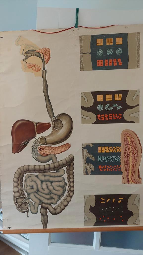 Oude medische schoolplaat spijsvertering, Antiek en Kunst, Antiek | Schoolplaten, Natuur en Biologie, Ophalen of Verzenden