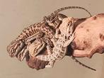 Mooie jonge het zero baardagamen te koop, Dieren en Toebehoren, Reptielen en Amfibieën, 0 tot 2 jaar