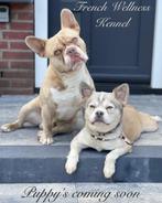 Verwacht franse bulldog pups, Dieren en Toebehoren, Nederland, CDV (hondenziekte), 8 tot 15 weken, Bulldog