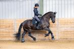 Knappe, brave friese merrie - 9 jaar, Dieren en Toebehoren, Paarden, Merrie, B, Gechipt, 7 tot 10 jaar