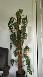 Monstera adansonii laniata, Huis en Inrichting, Kamerplanten, Ophalen of Verzenden, Overige soorten, Minder dan 100 cm