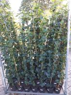 Hedera Hibernica 150-175cm, Tuin en Terras, Ophalen, Vaste plant, Bloeit niet, Halfschaduw