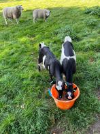 2 bonte melkgeiten, Dieren en Toebehoren, Schapen, Geiten en Varkens, Vrouwelijk, Geit, 0 tot 2 jaar