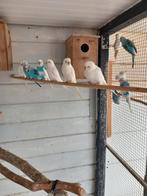 Grasparkieten Witte Albino, Meerdere dieren, Parkiet