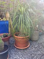 Beaucarnea olifantspoot, Ophalen, Overige soorten, In pot, 100 tot 150 cm